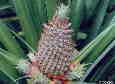 Ananas (Ananas comosus)