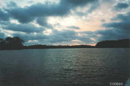 The Mangrove near Campañita Esmeraldas Province