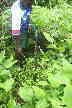 Trinkwasserschutz mit Bambus (Guadua angustifolia)