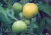 Arazá (Eugenia stipitata)