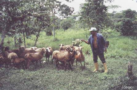 Foto Obejas africanas: Aprovechamiento integral