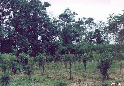 Finca Integral con sistema agroforestal de Pimienta Negra