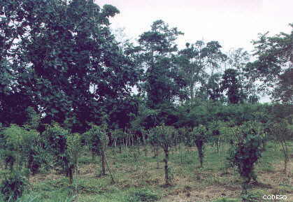 Pimienta Negra en estacas vivas