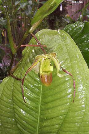 Photos Orquídeas nativas cerca de Mindo en el noroccidente de Pichincha