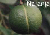 Naranja - Citrus sinensis