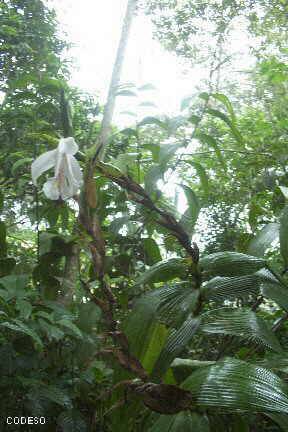 Bild Orquídeas nativas cerca de Mindo en el noroccidente de Pichincha