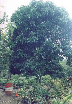 Maní de árbol injertado finca integral ecuador