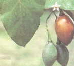 Tomate de Arbol - Fotos Agroforestales