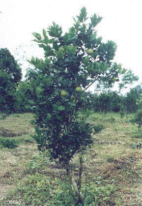 Naranja - Citrus sinensis