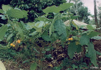 Naranjilla injerta - Solanum quitoensis