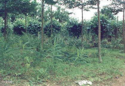 Gengibre en sistema agroforestal con Pimienta Negra