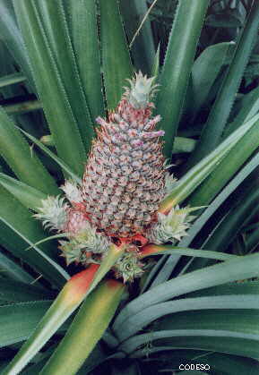 Piña Ananas comosus