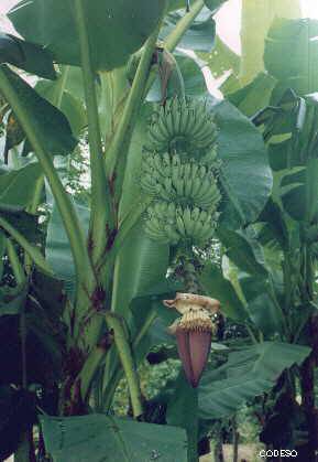 Bananen Platanos Finca Integral con cultivos en franjas