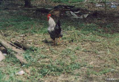 Bilder Gallinas criollas