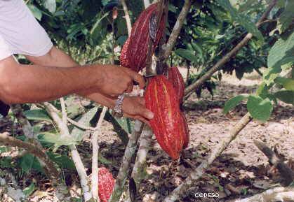 Photo Cosecha de cacao