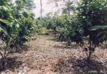 Fotos Manejo Agrícola Integral