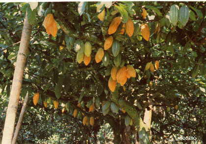 Frutas de cacao 