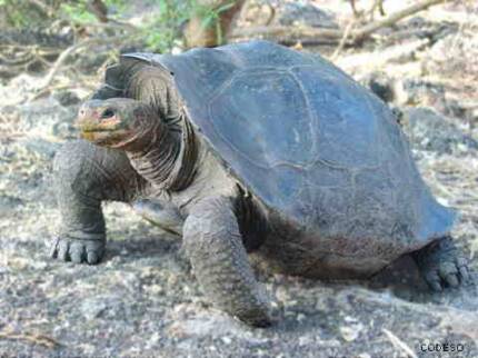 Solitario George tortuga gigante Lonesome George giant tortoise Riesenschildkröte