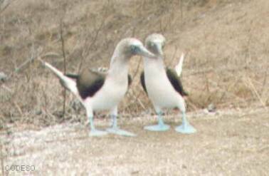 Pájaros Patas Azules