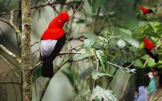 Birding Gallo de la Peña El Monte Sustainable Lodge Mindo