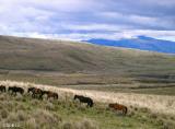 Caballos Cotopaxi Parque Nacional