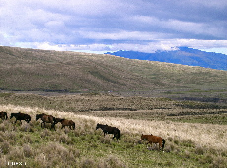 Cotopaxi Paramo Areas Protegidas Parques Nacionales National Park
