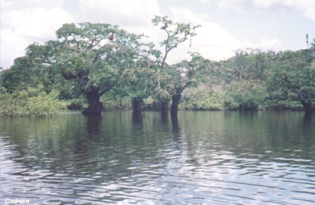 Foto: Bosque hundido - Cuyabeno cerca de Limoncocha