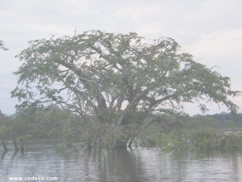 La Laguna Grande en la Reserva de Producción Faunistica Cuyabeno