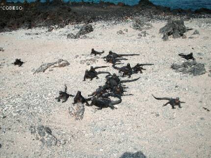 Galapagos Islas Leguan Iguanas