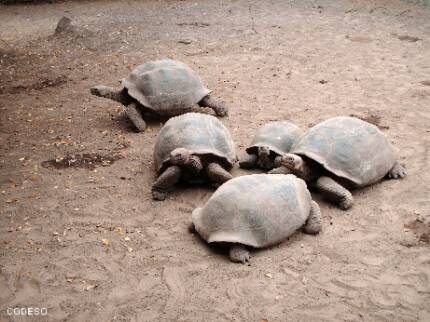 Galapagos Islands