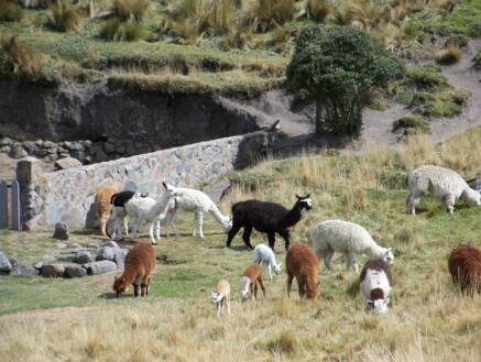 Chimborazo Fotos
