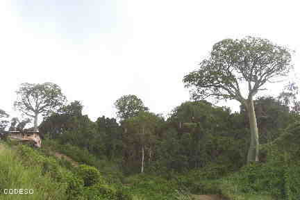 Árboles de Ceibo - Provincia Manabí