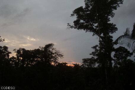 Amazonas-Regenwald - Provinz Napo Ecuador Südamerika