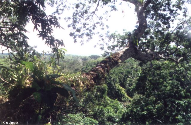 Encima del techo de los arboles