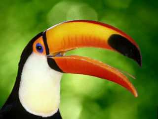 Fauna Silvestre Aves
