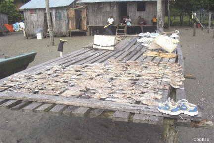 Secando pescado en la forma tradicional en Cauchal