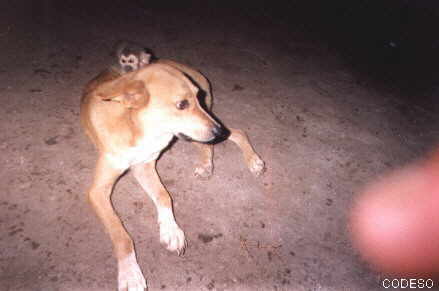 Fotos El mono y el perro duermen siempre juntos