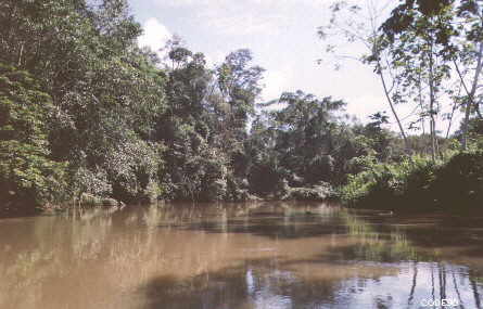 Un viaje en canoa cerca de Kapawi