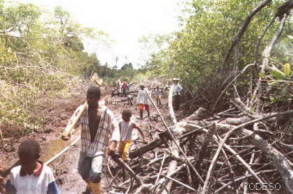 Enterando la tubería en el mangle