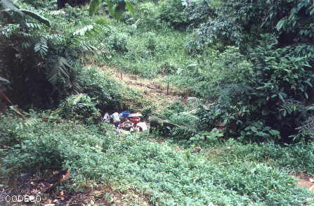 Sitio de lavandera anterior en el estero Photo