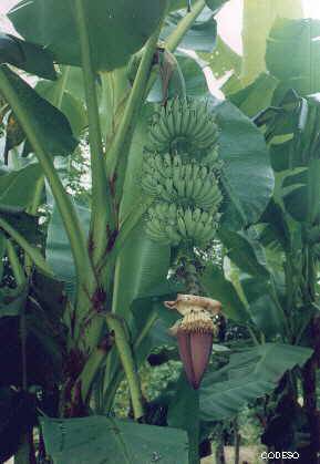 Platano con flor y frutos Finca Integral organica